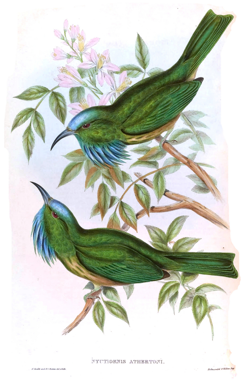 blue-bearded bee-eater (Nyctyornis athertoni); DISPLAY FULL IMAGE.