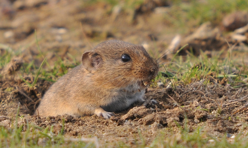 Günther's vole, Levant vole (Microtus guentheri); DISPLAY FULL IMAGE.
