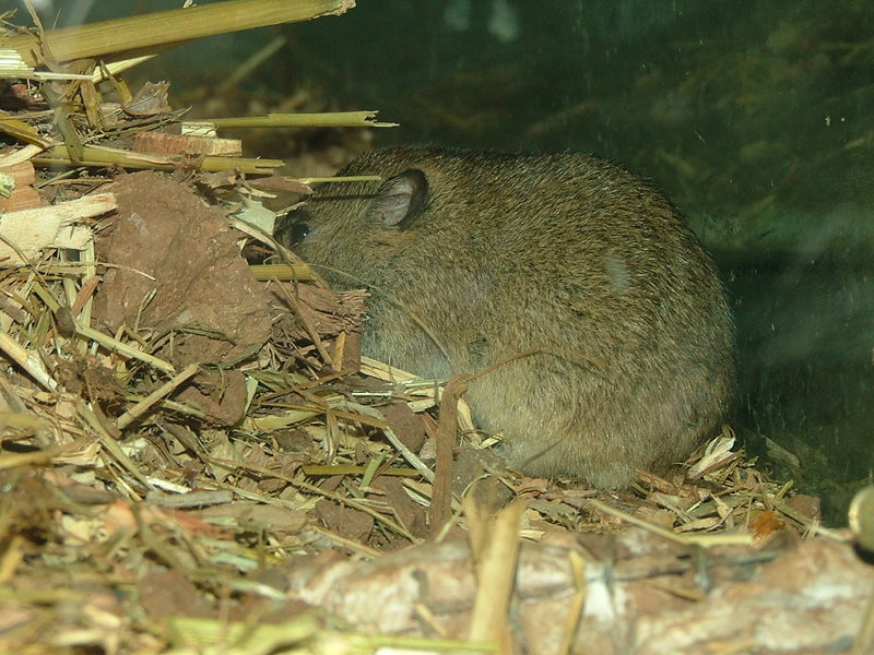 Günther's vole, Levant vole (Microtus guentheri); DISPLAY FULL IMAGE.