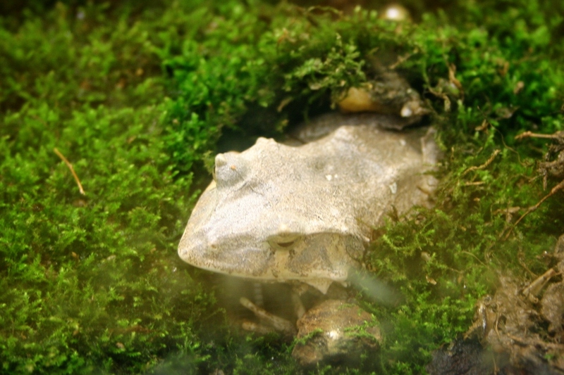 Ceratobatrachus guentheri (Solomon Island leaf frog, Solomon Island eyelash frog, Gunther's triangle frog); DISPLAY FULL IMAGE.