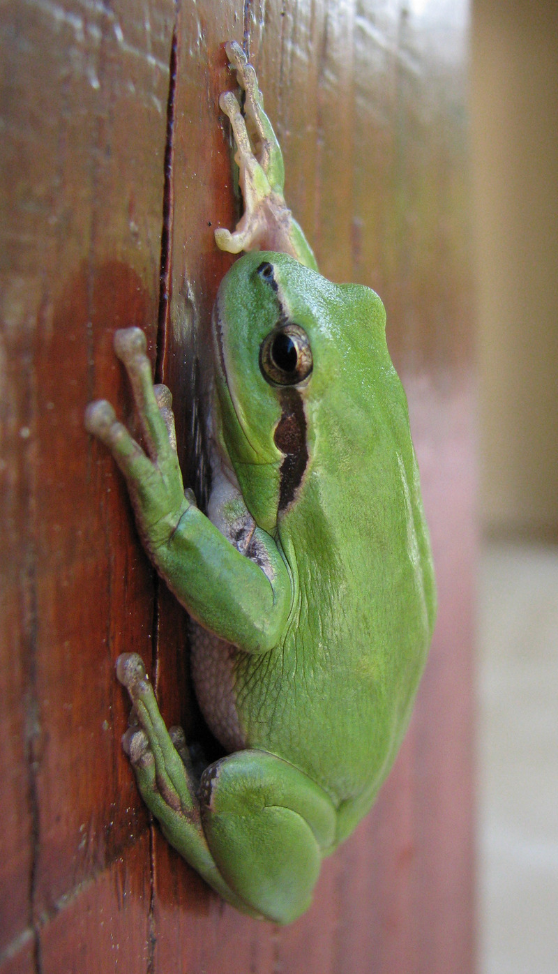 Mediterranean tree frog, stripeless tree frog (Hyla meridionalis); DISPLAY FULL IMAGE.