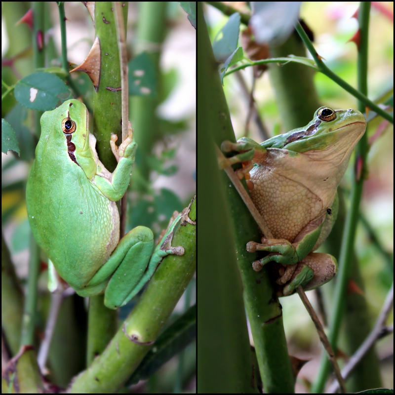 Mediterranean tree frog, stripeless tree frog (Hyla meridionalis); DISPLAY FULL IMAGE.