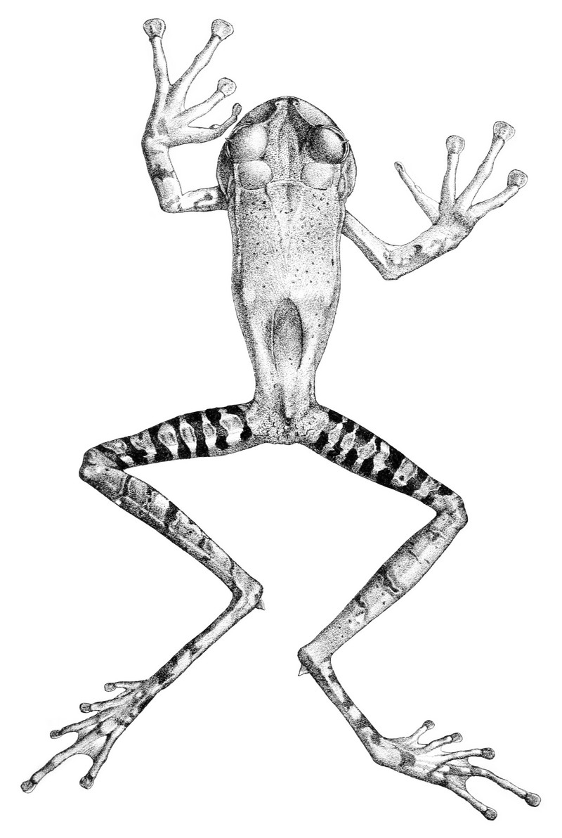 Gastrotheca guentheri (Guenther's marsupial frog, dentate marsupial frog); DISPLAY FULL IMAGE.