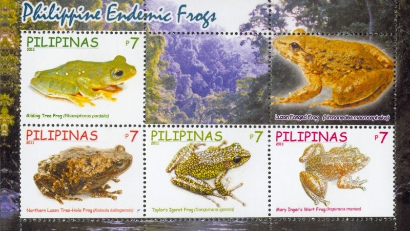 Rhacophorus pardalis, Limnonectes macrocephalus, Kaloula kalingensis, Hylarana igorota, Alcalus mariae; DISPLAY FULL IMAGE.