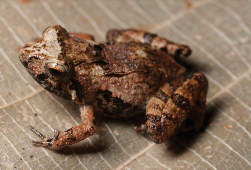 pygmy forest frog (Platymantis pygmaeus); DISPLAY FULL IMAGE.