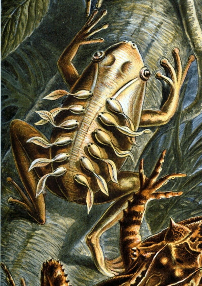 painted antnest frog (Lithodytes lineatus); DISPLAY FULL IMAGE.