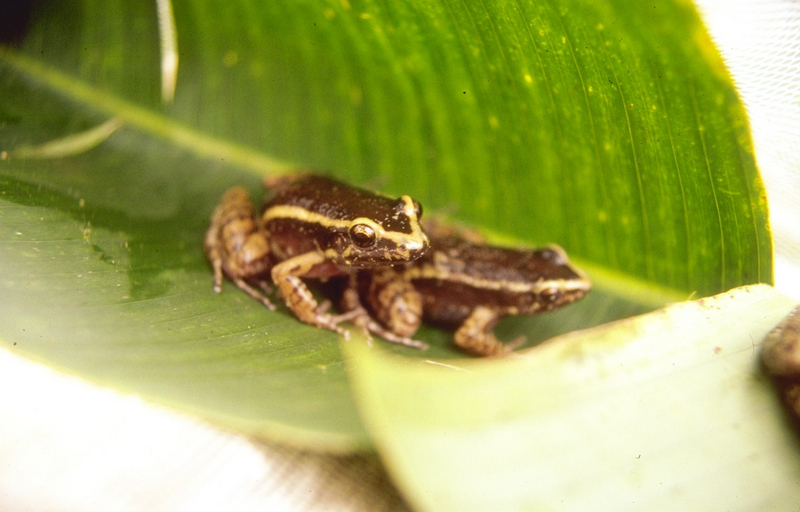 painted antnest frog (Lithodytes lineatus); DISPLAY FULL IMAGE.