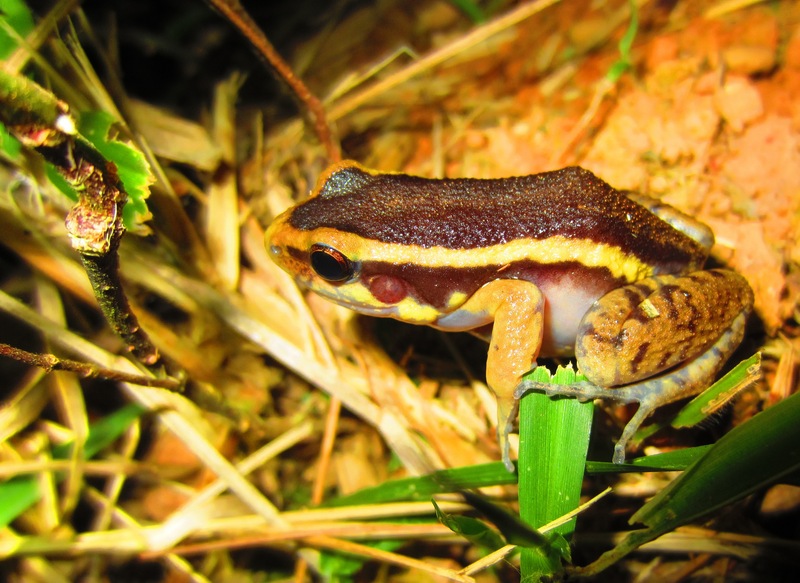 painted antnest frog (Lithodytes lineatus); DISPLAY FULL IMAGE.