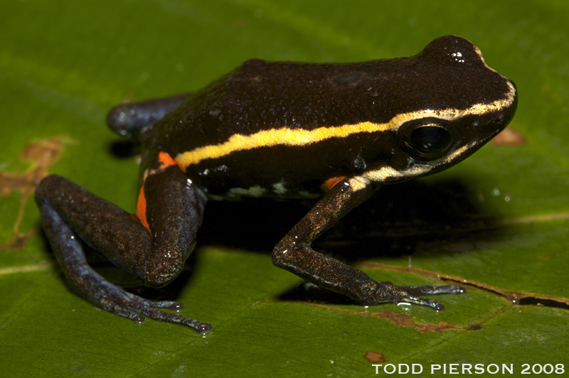 spot-legged poison frog (Ameerega picta); DISPLAY FULL IMAGE.