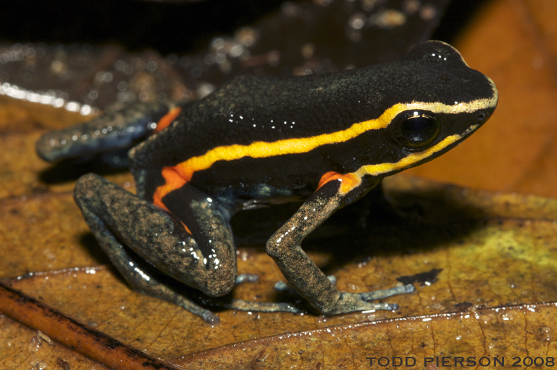 spot-legged poison frog (Ameerega picta); DISPLAY FULL IMAGE.