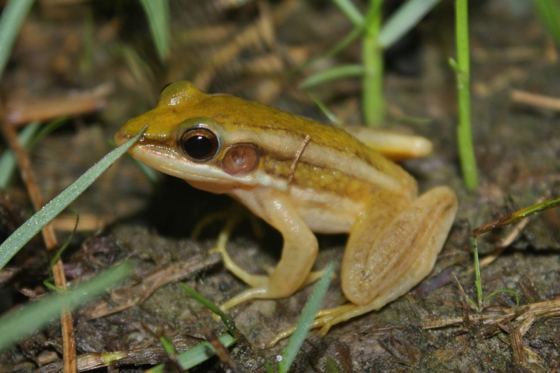 common green frog (Hylarana erythraea); DISPLAY FULL IMAGE.