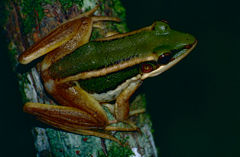 common green frog (Hylarana erythraea); DISPLAY FULL IMAGE.