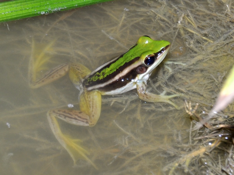 common green frog (Hylarana erythraea); DISPLAY FULL IMAGE.