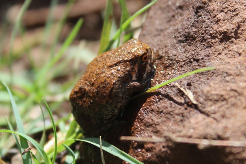 Mozambique rain frog, flat-faced frog (Breviceps mossambicus); DISPLAY FULL IMAGE.