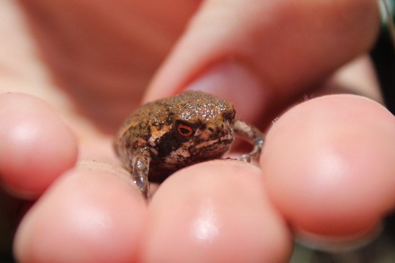 Mozambique rain frog, flat-faced frog (Breviceps mossambicus); DISPLAY FULL IMAGE.