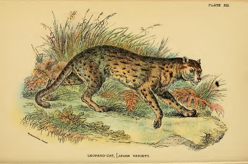 Javan leopard cat (Prionailurus bengalensis javanensis); DISPLAY FULL IMAGE.
