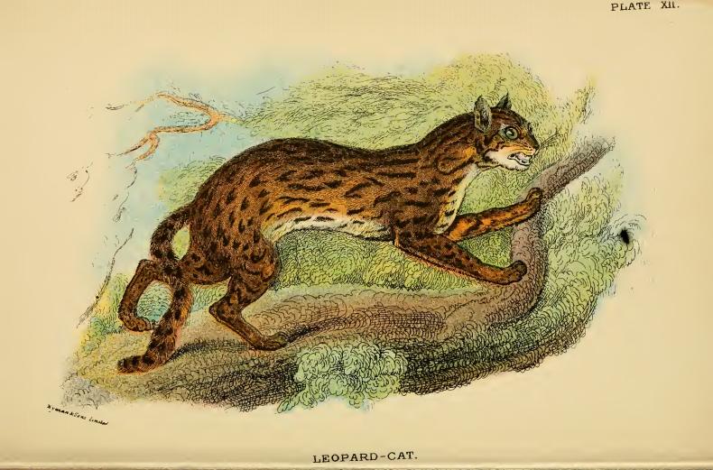 leopard cat (Prionailurus bengalensis); DISPLAY FULL IMAGE.