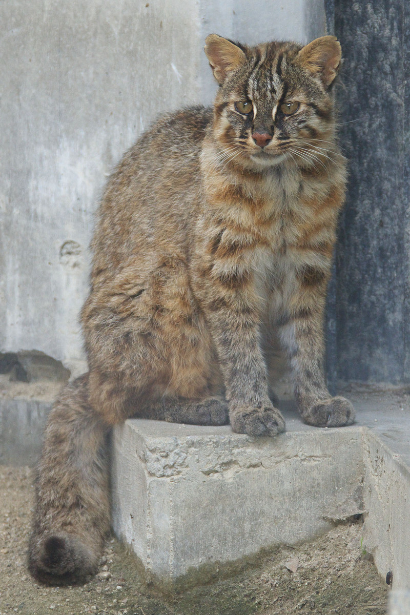 Tsushima leopard cat (Prionailurus bengalensis euptilurus); DISPLAY FULL IMAGE.