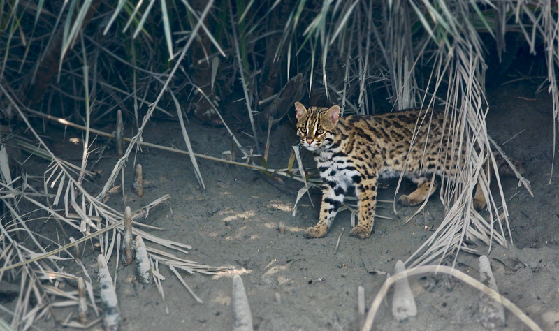 Indian leopard cat (Prionailurus bengalensis bengalensis); DISPLAY FULL IMAGE.