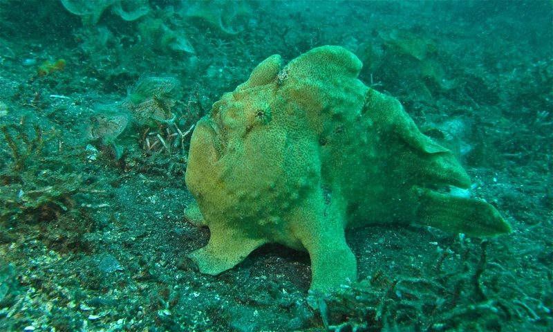 Commerson's frogfish, giant frogfish (Antennarius commerson); DISPLAY FULL IMAGE.