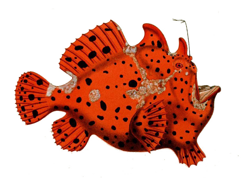 Commerson's frogfish, giant frogfish (Antennarius commerson); DISPLAY FULL IMAGE.