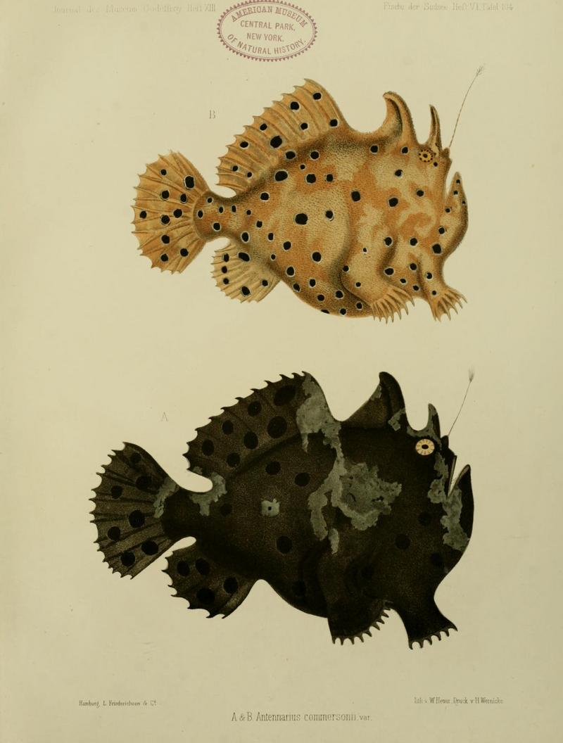 Commerson's frogfish, giant frogfish (Antennarius commerson); DISPLAY FULL IMAGE.