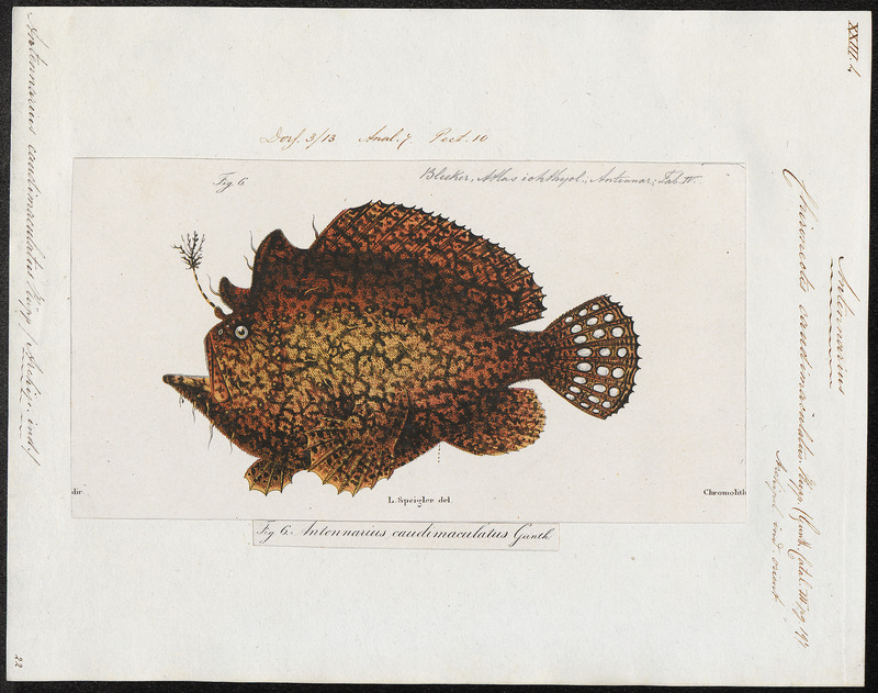 Commerson's frogfish, giant frogfish (Antennarius commerson); DISPLAY FULL IMAGE.