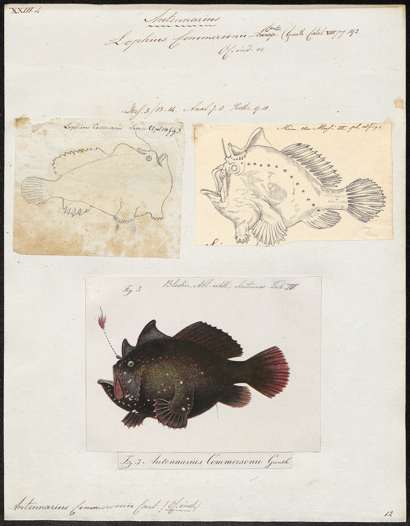 Commerson's frogfish, giant frogfish (Antennarius commerson); DISPLAY FULL IMAGE.