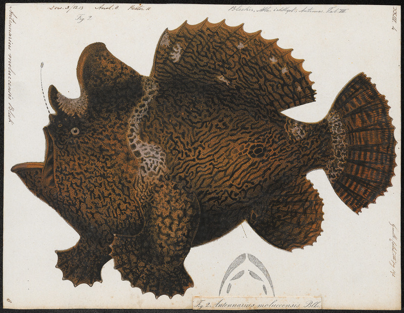 Commerson's frogfish, giant frogfish (Antennarius commerson); DISPLAY FULL IMAGE.