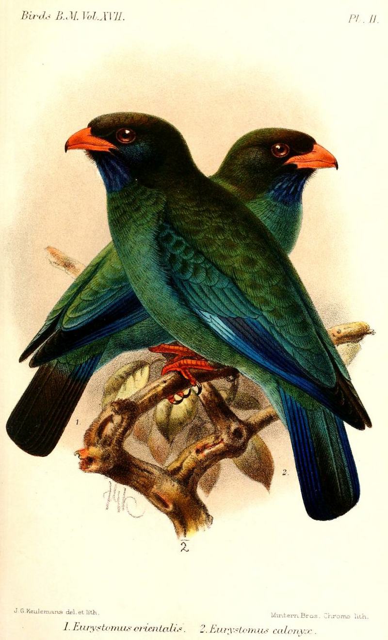 Oriental dollarbird, dollar roller (Eurystomus orientalis); DISPLAY FULL IMAGE.