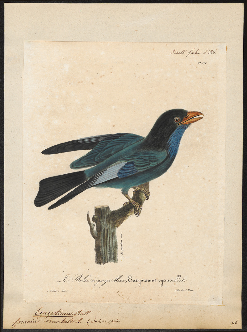 Oriental dollarbird, dollar roller (Eurystomus orientalis); DISPLAY FULL IMAGE.