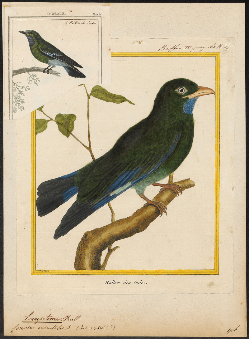 Oriental dollarbird, dollar roller (Eurystomus orientalis); DISPLAY FULL IMAGE.