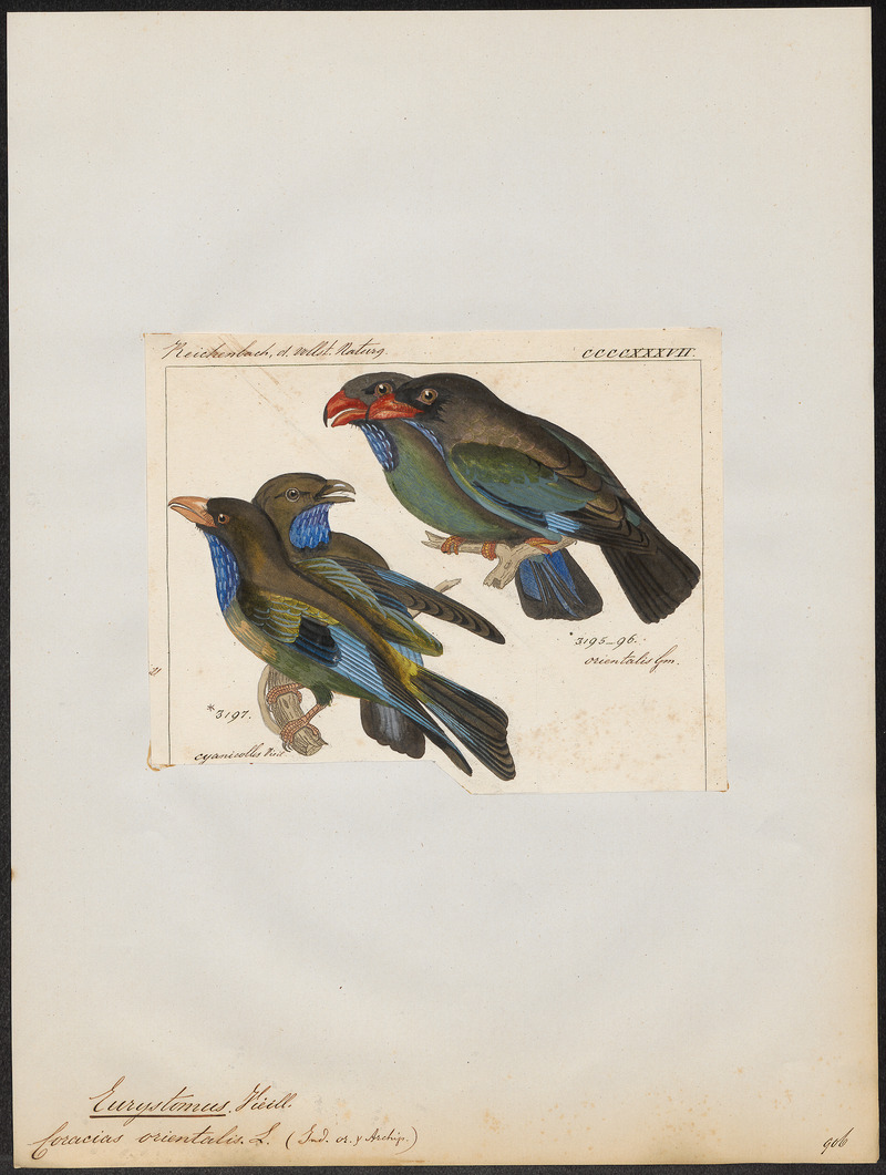 Oriental dollarbird, dollar roller (Eurystomus orientalis); DISPLAY FULL IMAGE.