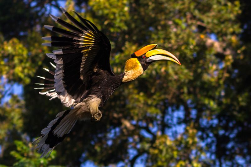 great hornbill (Buceros bicornis) male; DISPLAY FULL IMAGE.