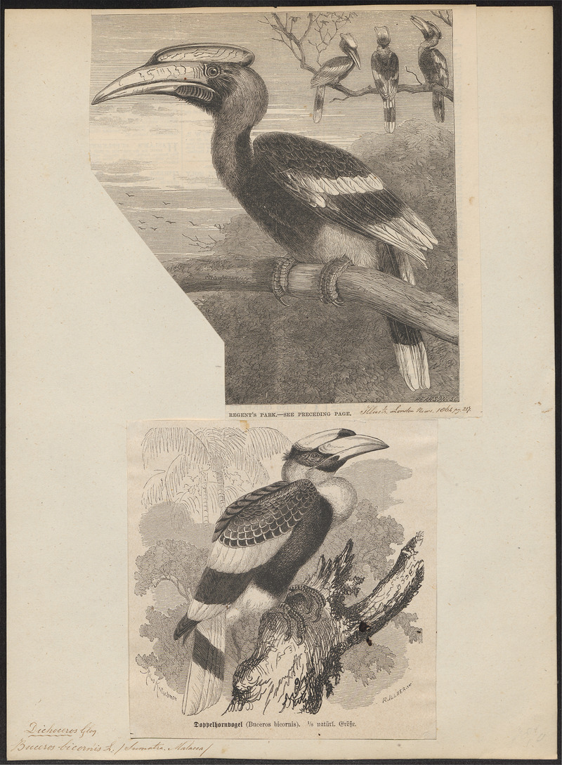 great hornbill (Buceros bicornis); DISPLAY FULL IMAGE.