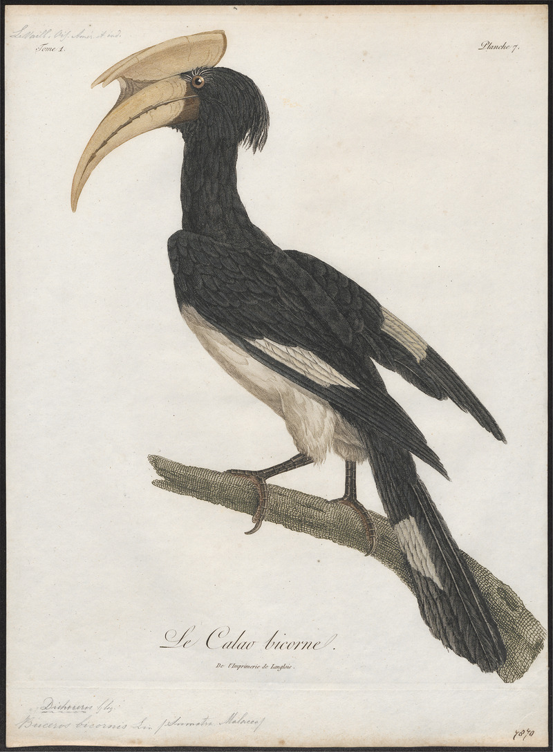 great hornbill (Buceros bicornis); DISPLAY FULL IMAGE.