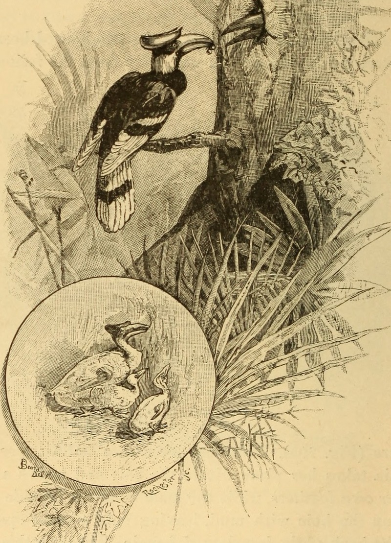 great hornbill (Buceros bicornis); DISPLAY FULL IMAGE.