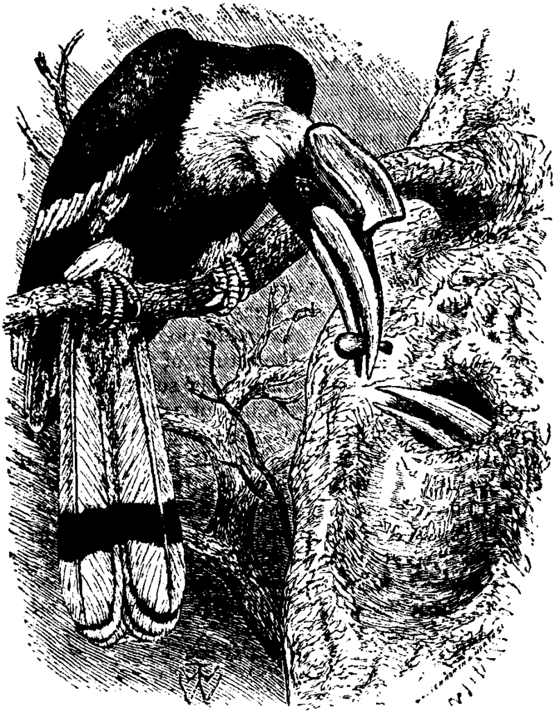 great hornbill (Buceros bicornis); DISPLAY FULL IMAGE.