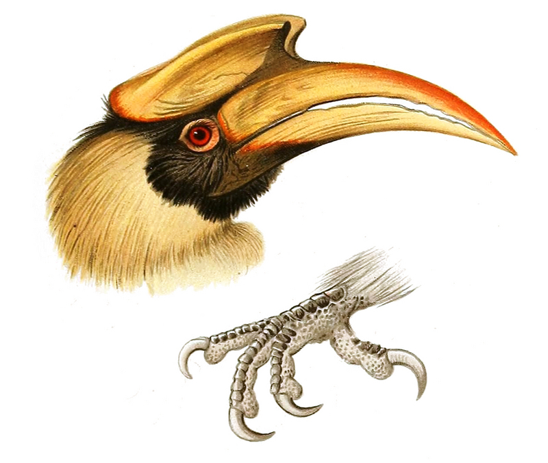 great hornbill (Buceros bicornis); DISPLAY FULL IMAGE.