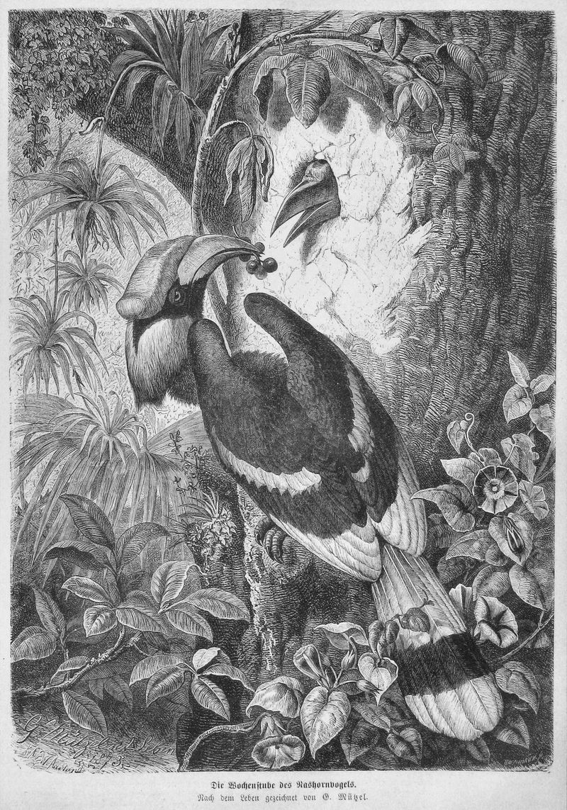 great hornbill (Buceros bicornis); DISPLAY FULL IMAGE.