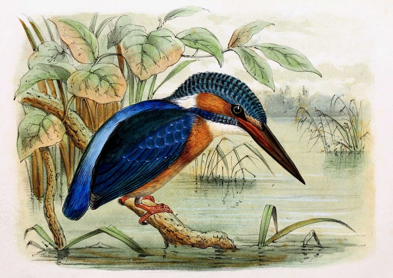 European kingfisher, common kingfisher (Alcedo atthis ispida); DISPLAY FULL IMAGE.