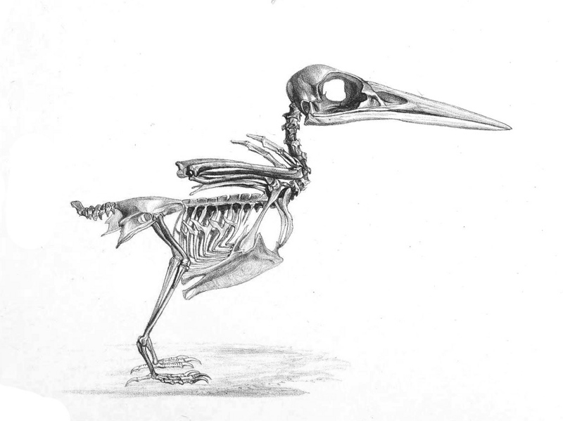 Eurasian kingfisher, common kingfisher (Alcedo atthis); DISPLAY FULL IMAGE.