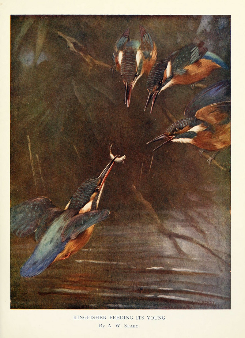 Eurasian kingfisher, common kingfisher (Alcedo atthis); DISPLAY FULL IMAGE.