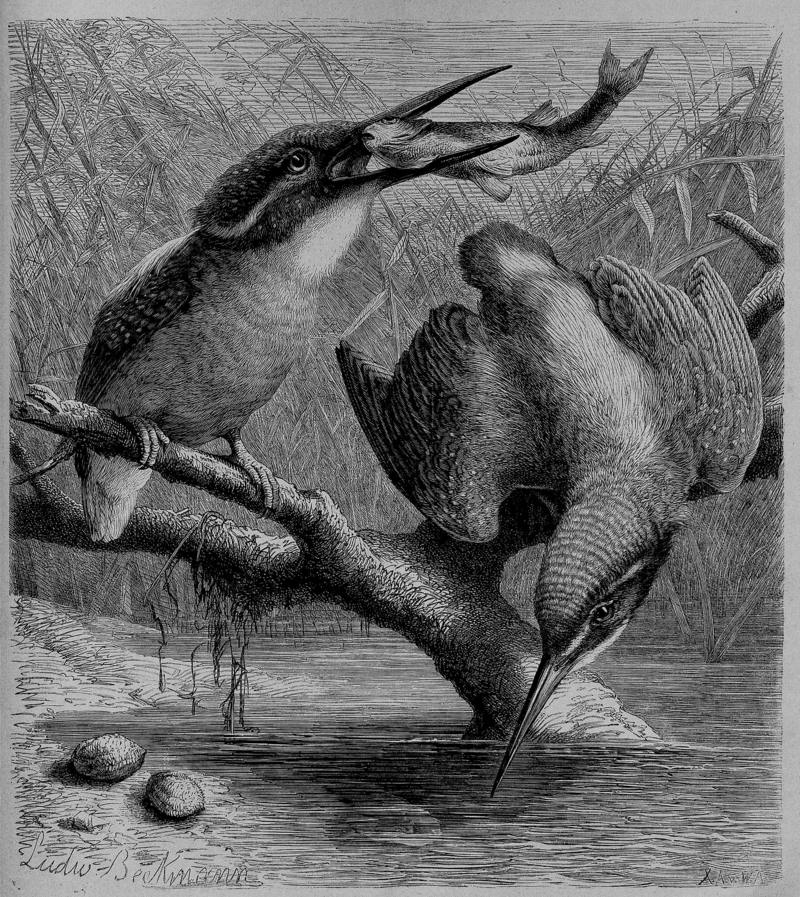 European kingfisher, common kingfisher (Alcedo atthis ispida); DISPLAY FULL IMAGE.