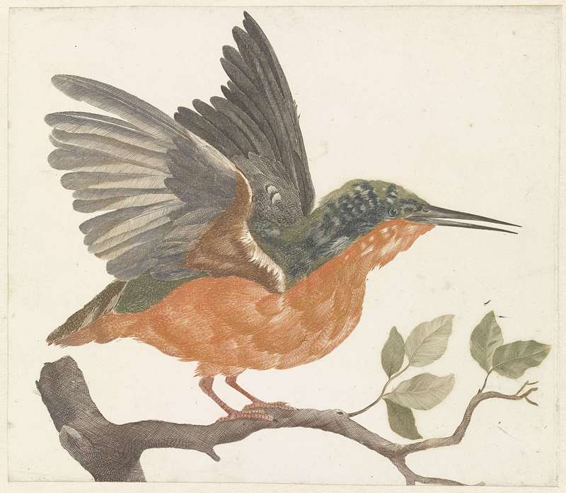 European kingfisher, common kingfisher (Alcedo atthis ispida); DISPLAY FULL IMAGE.