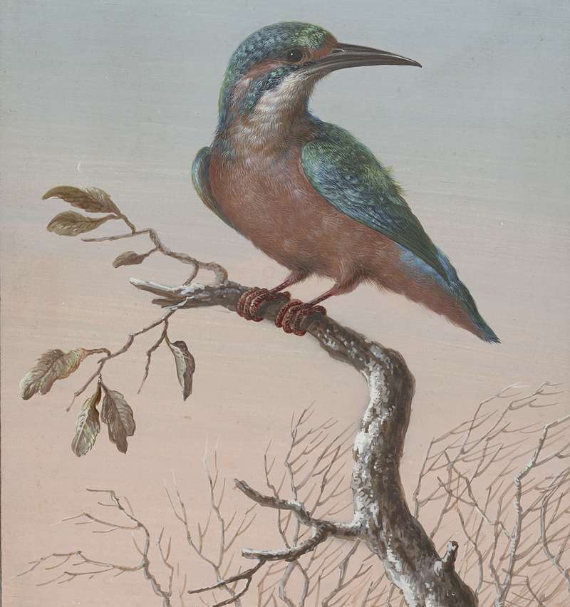 European kingfisher, common kingfisher (Alcedo atthis ispida); DISPLAY FULL IMAGE.