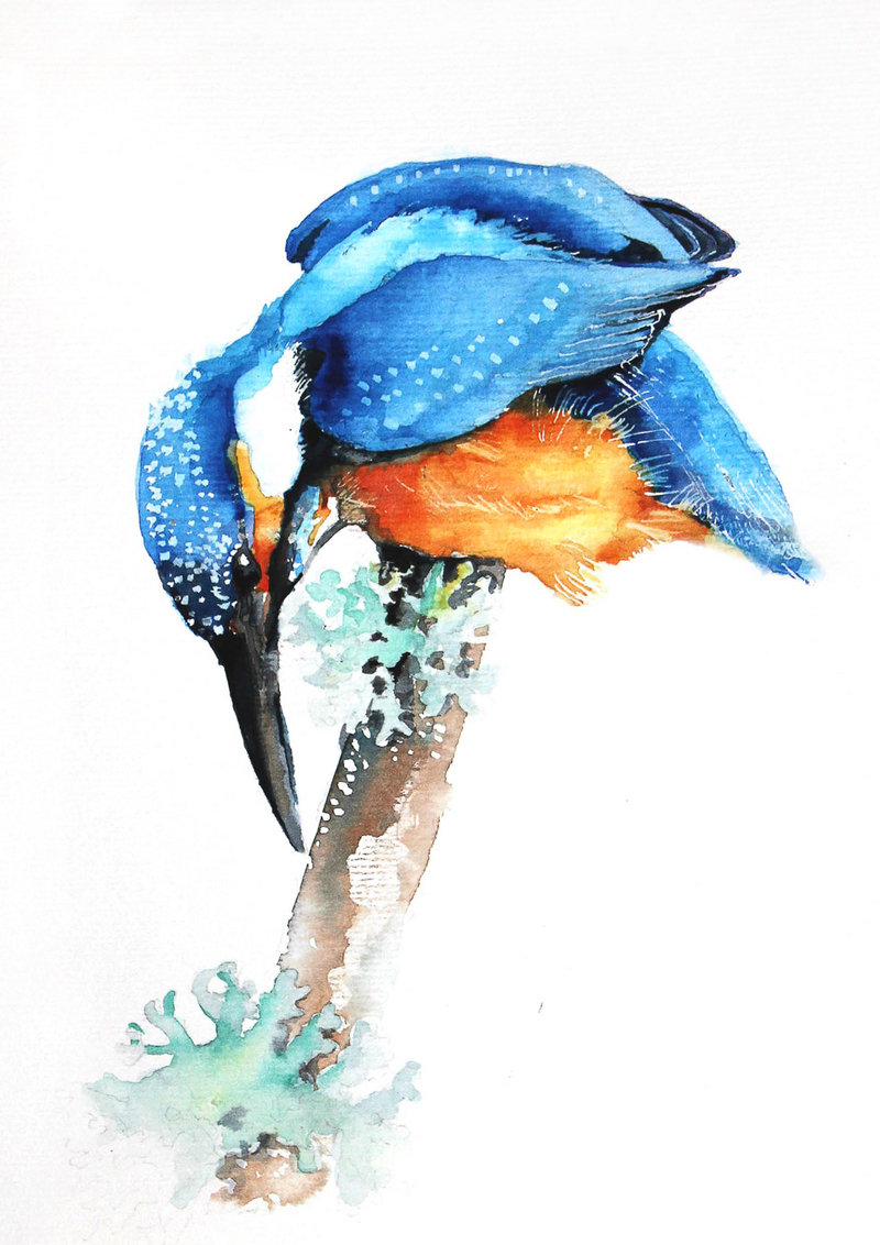 European kingfisher, common kingfisher (Alcedo atthis ispida); DISPLAY FULL IMAGE.