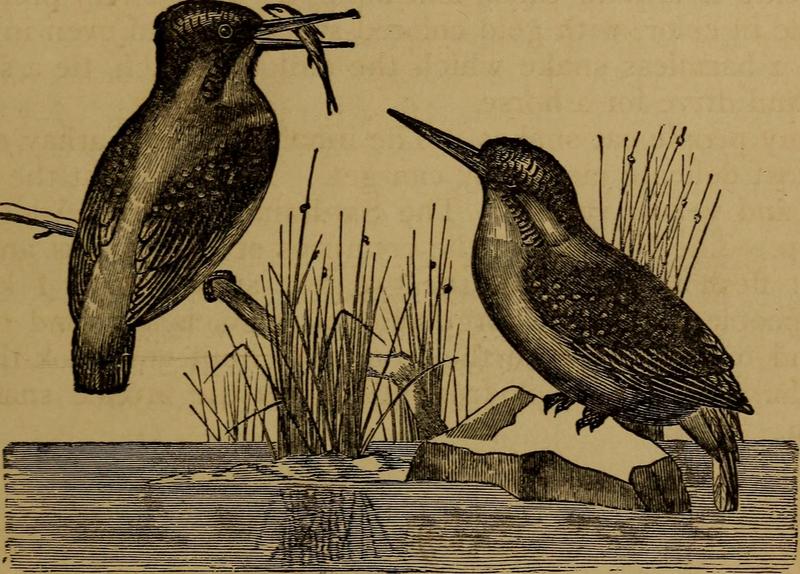 Eurasian kingfisher, common kingfisher (Alcedo atthis); DISPLAY FULL IMAGE.