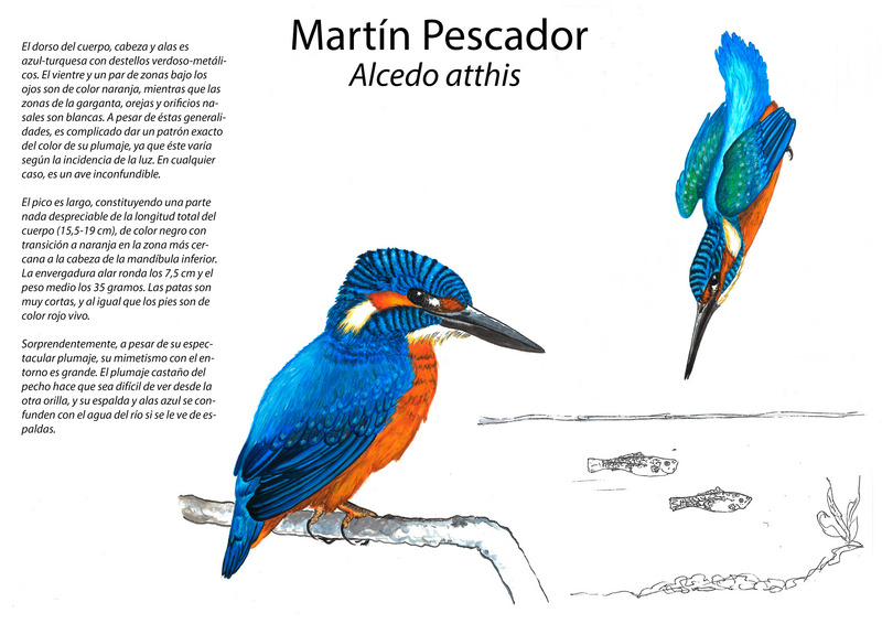 European kingfisher, common kingfisher (Alcedo atthis ispida); DISPLAY FULL IMAGE.