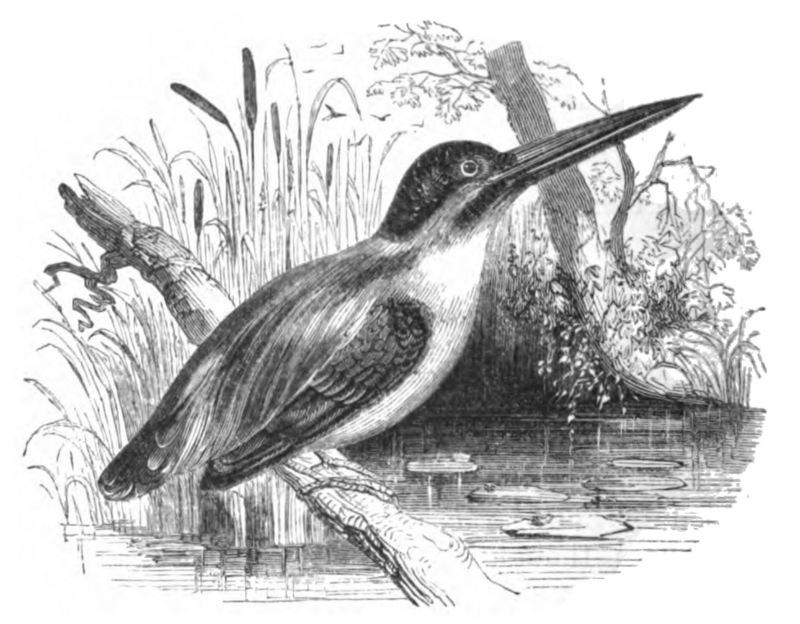 European kingfisher, common kingfisher (Alcedo atthis ispida); DISPLAY FULL IMAGE.